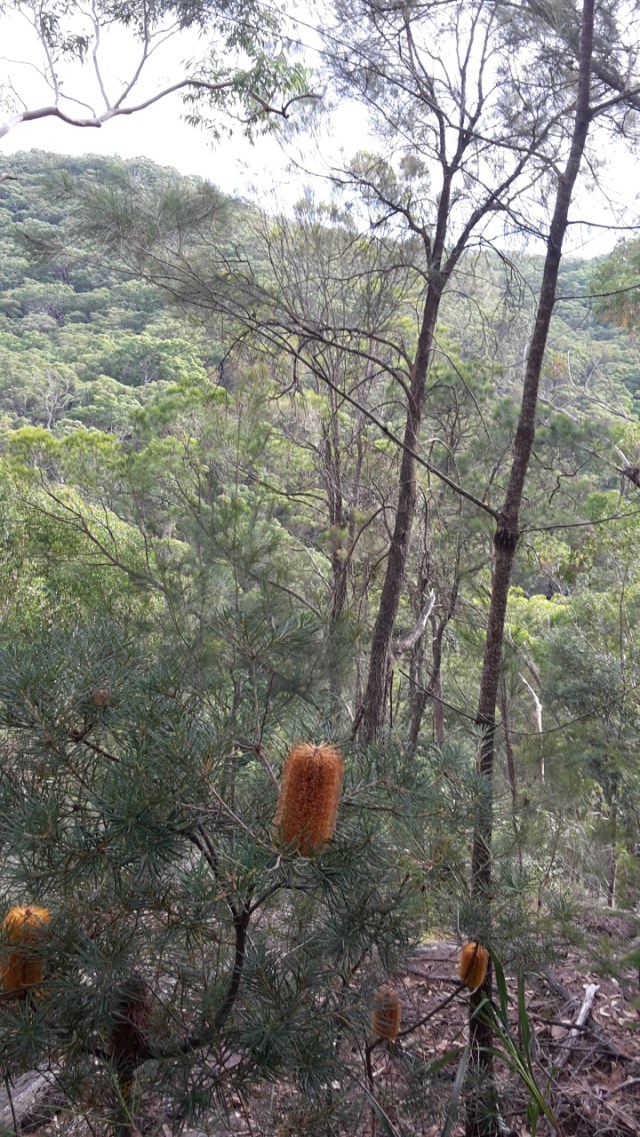 Banksia